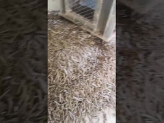 Pionowy młyn do pelletu łuski ryżowej 5 ton / h Maszyna do pelletu z pierścieniem biomasy z maszyną pakującą